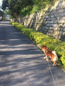 厦门自驾到梅州旅游攻略