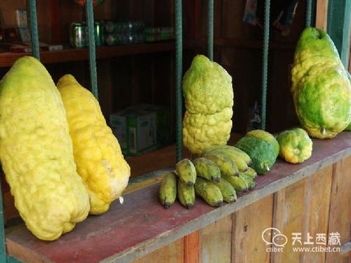 福州平谭岛特产什么水果