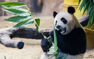 厦门去广州长隆旅游攻略