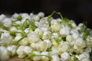 福州茉莉花特产介绍视频