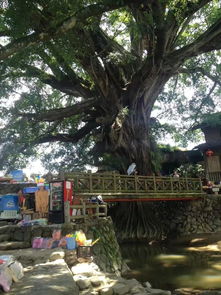 老年人厦门旅游攻略景区