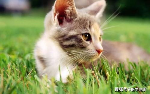 福州赶猫特产在哪里买