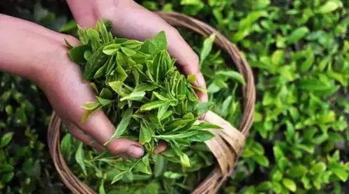 福州特产茶叶送人怎么样