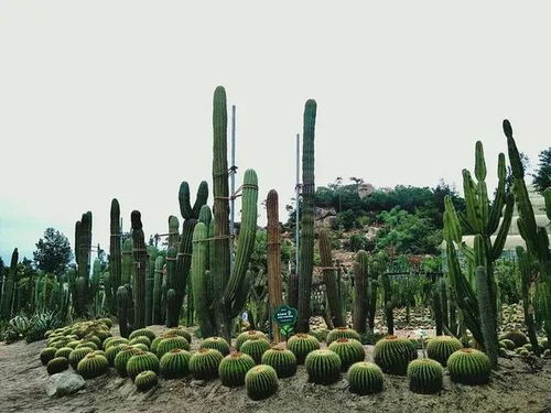 厦门植物园旅游景点攻略