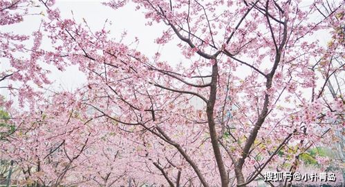 赏花约会游戏攻略视频