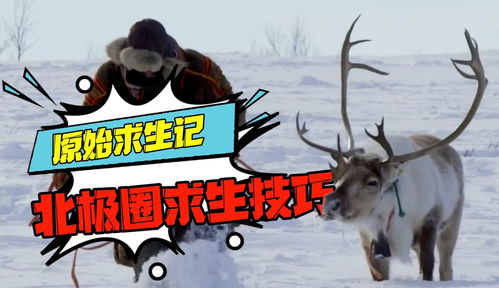 生活在北极游戏攻略
