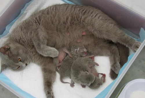 温顺的猫游戏攻略