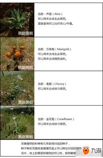 森林游戏合成刷道具攻略