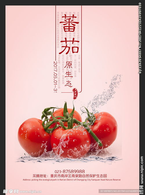 怎么看番茄广告赚钱了