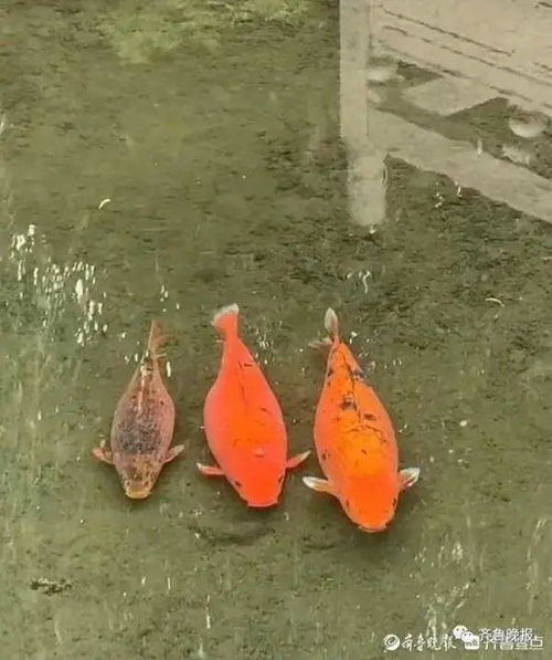 趵突泉“猪鲤”减肥失败