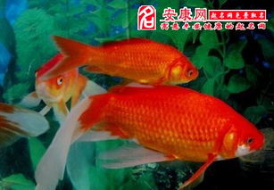 鲤鱼花式起名怎么起名好听