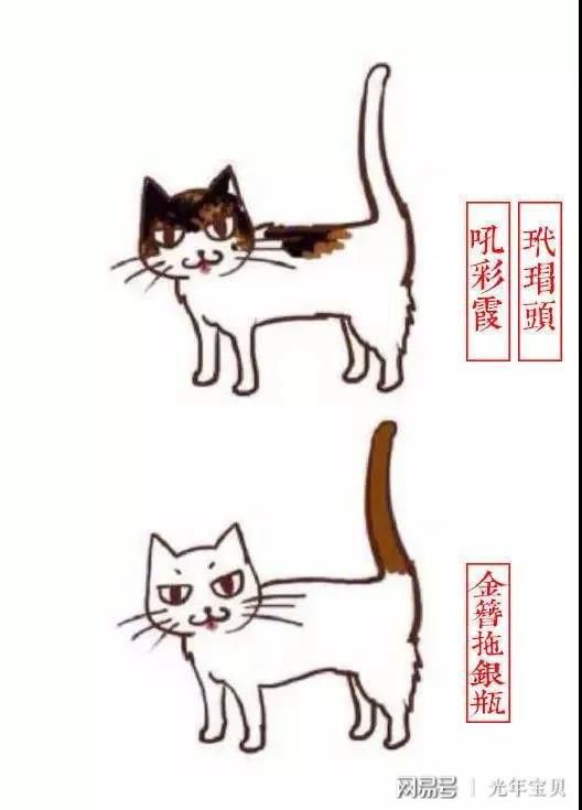 小猫起名古代怎么起名的