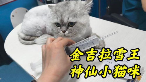 小猫起名姓王怎么起名好