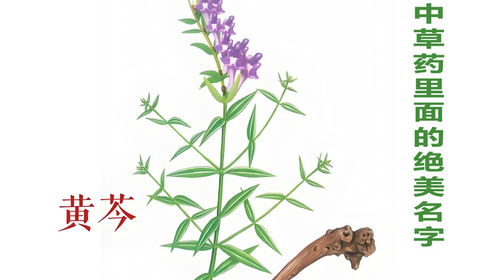起名女孩药材怎么起名字