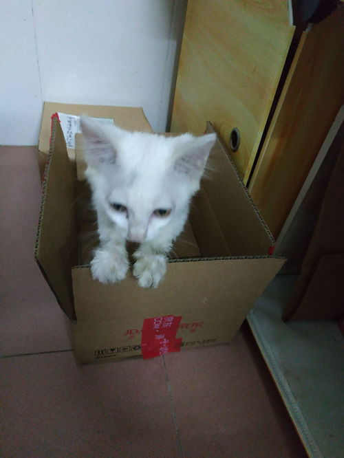 给猫咪起名叠名怎么起名