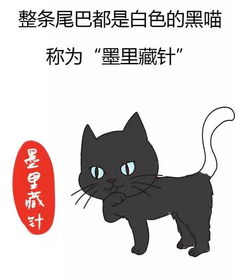 小猫起名古代怎么起名好听