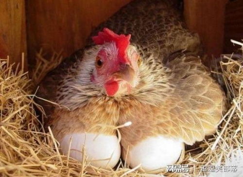 母鸡怎么起名