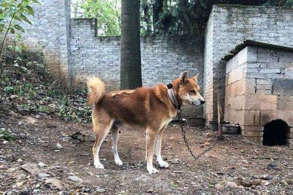 土狗怎么起名