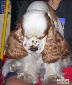 可卡犬怎么起名