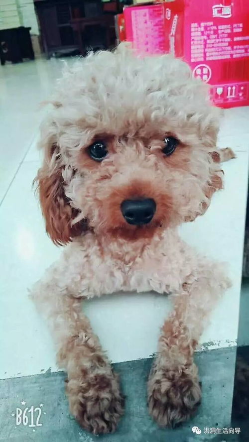 卷毛怎么起名