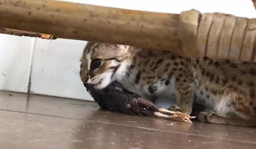 豹猫怎么起名