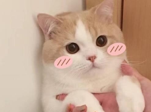 怎么小猫起名