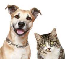恶犬怎么起名