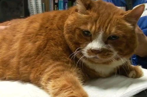 宠物起名橘猫怎么起名