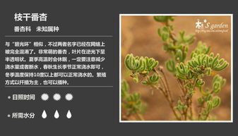 艺术集市起名怎么起名的