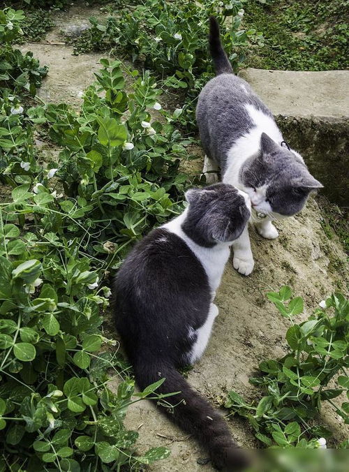 猫咪起名姓苏怎么起名