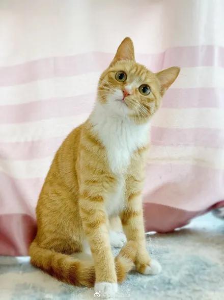 小猫起名古代怎么起名
