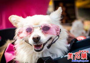 狗狗起名鬼才怎么起名好听
