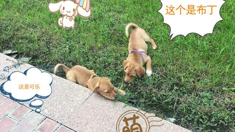 小狗起名姓安怎么起名