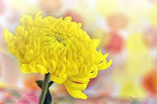 清明菊花起名怎么起名