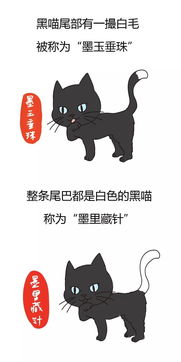 猫起名古代怎么起名