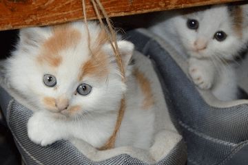 给小母猫起名怎么起名