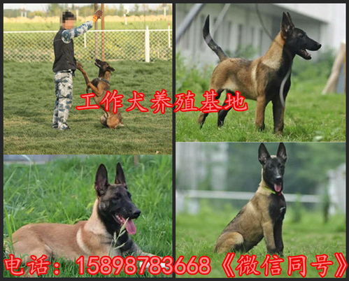马犬基地起名怎么起名
