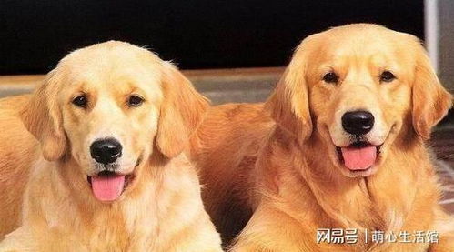 宠物专卖起名怎么起名好