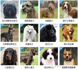 小狗起名姓毛怎么起名