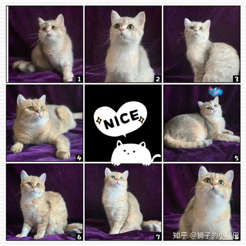 小猫起名姓王怎么起名