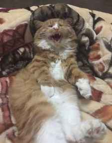 猫咪起名囡囡怎么起名的