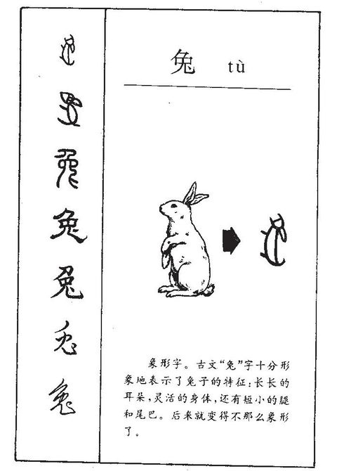 兔子需要起名吗怎么起名