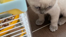 九字起名猫咪怎么起名