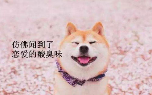 柴犬姐妹 起名怎么起名