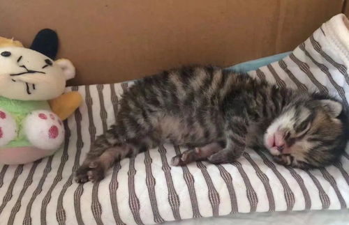 怎么给猫猫起名起名子