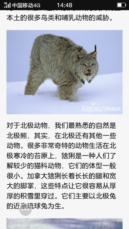动物起名怎么起名字