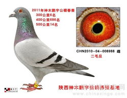 养鸽团队起名怎么起名