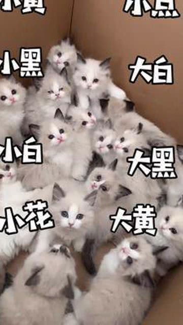 小猫起名布偶猫怎么起名