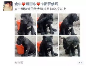 狗狗刘字起名怎么起名