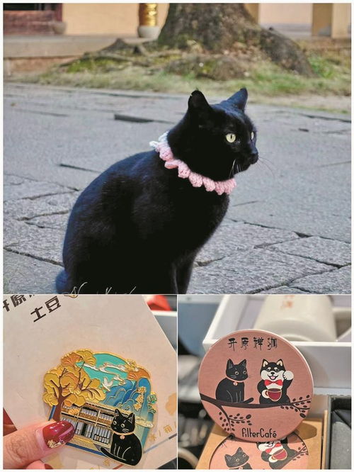 给猫起名土豆怎么起名